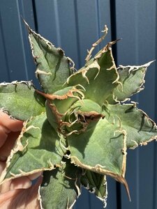 27 メリクロン苗 Agave titanota Oaxaca from Arizona アガベ チタノタ　オアハカ　