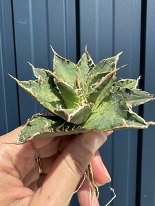 28 メリクロン苗 Agave titanota Oaxaca from Arizona アガベ チタノタ　オアハカ　