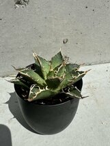 28 メリクロン苗 Agave titanota Oaxaca from Arizona アガベ チタノタ　オアハカ　_画像7