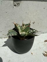 29 メリクロン苗 Agave titanota Oaxaca from Arizona アガベ チタノタ　オアハカ　_画像6