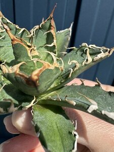 29 メリクロン苗 Agave titanota Oaxaca from Arizona アガベ チタノタ　オアハカ　