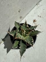 29 メリクロン苗 Agave titanota Oaxaca from Arizona アガベ チタノタ　オアハカ　_画像8