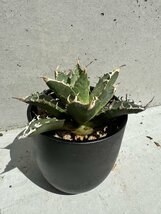 30 メリクロン苗 Agave titanota Oaxaca from Arizona アガベ チタノタ　オアハカ　_画像7