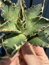 30 メリクロン苗 Agave titanota Oaxaca from Arizona アガベ チタノタ　オアハカ　_画像2