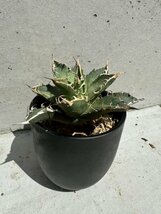 30 メリクロン苗 Agave titanota Oaxaca from Arizona アガベ チタノタ　オアハカ　_画像5