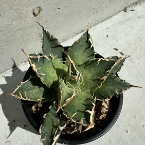 30 メリクロン苗 Agave titanota Oaxaca from Arizona アガベ チタノタ オアハカ の画像9