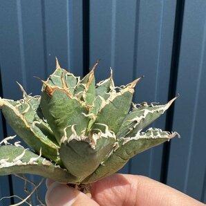 20 メリクロン苗 Agave titanota Oaxaca from Arizona アガベ チタノタ オアハカ の画像2