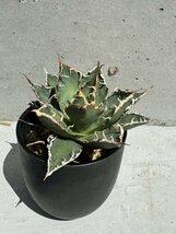 20 メリクロン苗 Agave titanota Oaxaca from Arizona アガベ チタノタ　オアハカ　_画像6
