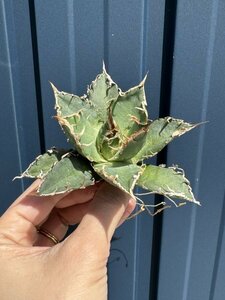 23 メリクロン苗 Agave titanota Oaxaca from Arizona アガベ チタノタ　オアハカ　