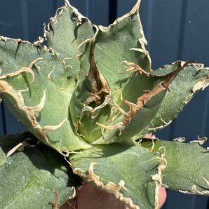 23 メリクロン苗 Agave titanota Oaxaca from Arizona アガベ チタノタ オアハカ の画像2