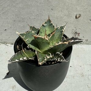 24 メリクロン苗 Agave titanota Oaxaca from Arizona アガベ チタノタ オアハカ の画像5