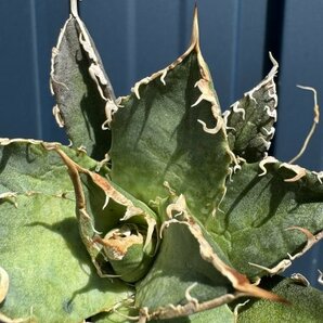 24 メリクロン苗 Agave titanota Oaxaca from Arizona アガベ チタノタ オアハカ の画像3