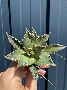 24 メリクロン苗 Agave titanota Oaxaca from Arizona アガベ チタノタ　オアハカ　