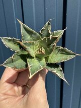 25 メリクロン苗 Agave titanota Oaxaca from Arizona アガベ チタノタ　オアハカ　_画像1