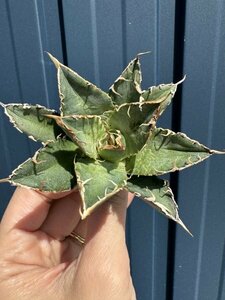 25 メリクロン苗 Agave titanota Oaxaca from Arizona アガベ チタノタ　オアハカ　