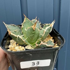 NO.33 メリクロン苗 Agave titanota Oaxaca from Arizona アガベ チタノタ オアハカ の画像4