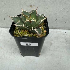 NO.36 メリクロン苗 Agave titanota Oaxaca from Arizona アガベ チタノタ オアハカ の画像3