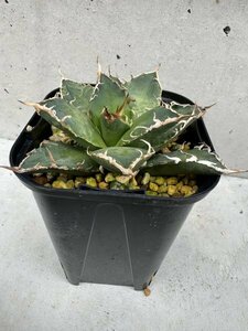 NO.39 メリクロン苗 Agave titanota Oaxaca from Arizona アガベ チタノタ　オアハカ　