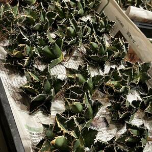 23 メリクロン苗 Agave titanota Oaxaca from Arizona アガベ チタノタ オアハカ の画像9