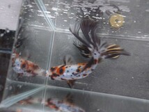 極上！ 志村養魚場 オーロラ 約15cm No5_画像9