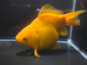 上物！ おぎの養魚場 玉黄金 メス 約15cm No2 荻野養魚場