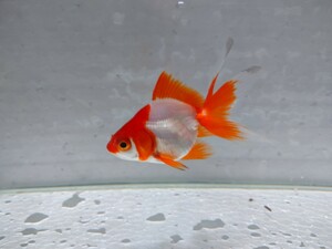 同梱可能！ 平賀養魚場 更紗琉金 約7cm No26