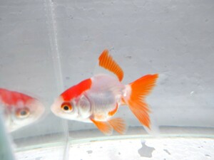 同梱可能！ 平賀養魚場 更紗琉金 約5cm No31