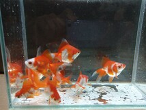 高澤養魚場産 更紗琉金3匹セット！_画像7