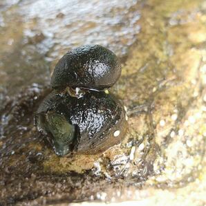 イシマキガイ100個 淡水魚 石巻貝 お掃除 苔取り 貝 清掃 掃除屋さん メダカ 金魚 水槽 水質浄化に！の画像5