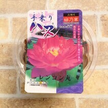 手乗りハス 緋乃華　ひのか レンコン丸 　茶碗蓮　蓮 観賞用花蓮