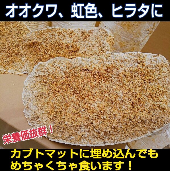 【2本セット】カブトムシ幼虫の栄養強化に！　マットに埋め込むだけ！　クワガタの産卵材の代わりにも使える！オオヒラタケ菌床ブロック　