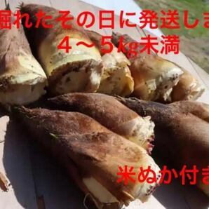 たけのこ　筍　4〜5kg未満　（80サイズ）　米ぬか付き　即日発送