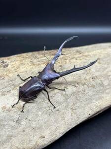 メタリフェルホソアカクワガタ　♂10頭　新成虫　まとめ売り