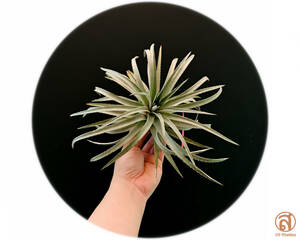 S-Dyckia -ディッキア-1-★★★★★★Hebdingii Long leaf form "Brazil Constantino clone"★★★★★★