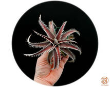 S-Dyckia -ディッキア-2- Marathon x Southern Star_画像1