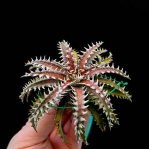 S-Dyckia -ディッキア-13-Fosteriana x Southern Starの画像3