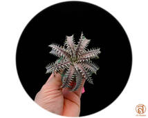 S-Dyckia -ディッキア-14-Bone x 4JOS xxx 1-2_画像1