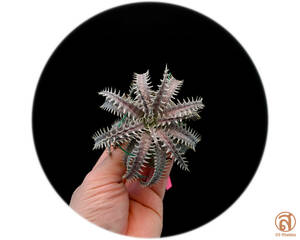 S-Dyckia -ディッキア-14-Bone x 4JOS xxx 1-2