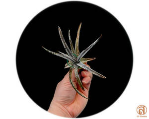 S-Dyckia -ディッキア-22-★★★★★★Spines less dyckia★★★★★★