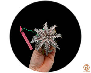 S-Dyckia -ディッキア-23-Fosteriana x Goehringii new form