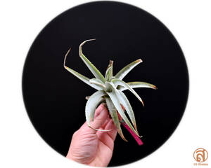 S-Dyckia -ディッキア-3-★★★★★★Species Piu-Piu★★★★★★