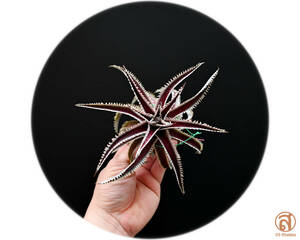 S-Dyckia -ディッキア-4-bone x Southern Star