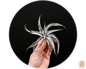 S-Dyckia -ディッキア-5-Southern Star F1