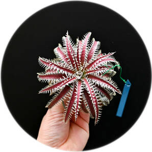 S-Dyckia -ディッキア-12-4JOS xxx 1-2 x Southern Starの画像1