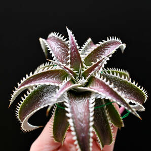 S-Dyckia -ディッキア-19-(Marnier-lapostollei x Platy) x Marathonの画像3