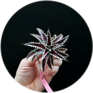 S-Dyckia -ディッキア-25-Red lotus x Southern Starの画像1