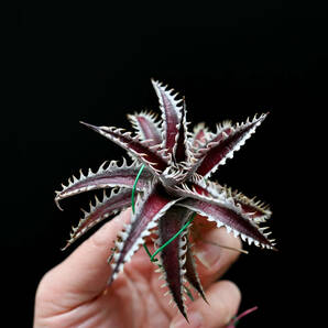 S-Dyckia -ディッキア-25-Red lotus x Southern Starの画像3