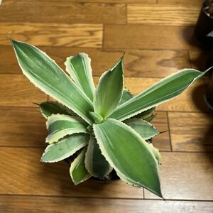 アガベ Agave 多肉植物 観葉植物