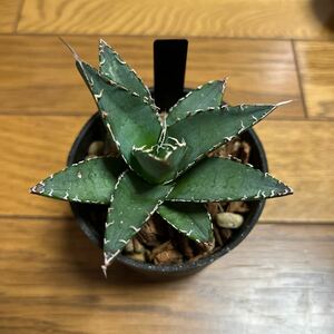 アガベ Agave チタノタ 多肉植物 オテロイ 