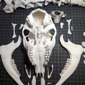 【訳あり】鹿 骨格標本 頭骨と脊椎 背骨 ホンシュウジカ シカ インテリア スカル トロフィー 工作の画像4